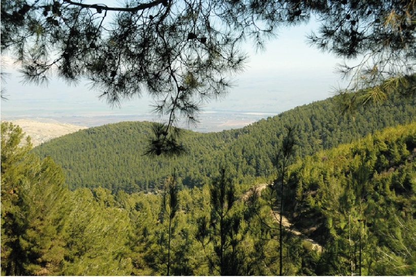 Silvicultura y Medio Ambiente